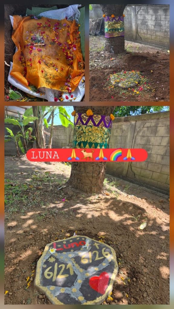 Abschied von Luna – liebevoller Erinnerungsplatz Collage eines liebevoll gestalteten Abschiedsplatzes für Luna: Ein mit orangefarbenem Tuch und Blüten bedeckter Abschied, ein geschmückter Baum sowie ein bemalter Gedenkstein mit dem Namen Luna, Datum und Herzmotiv.
