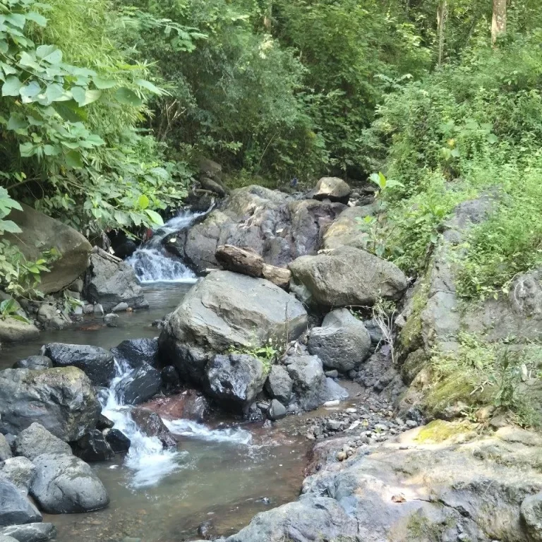 Ein klarer Bach fließt zwischen großen, moosbedeckten Steinen in einem grünen Wald.