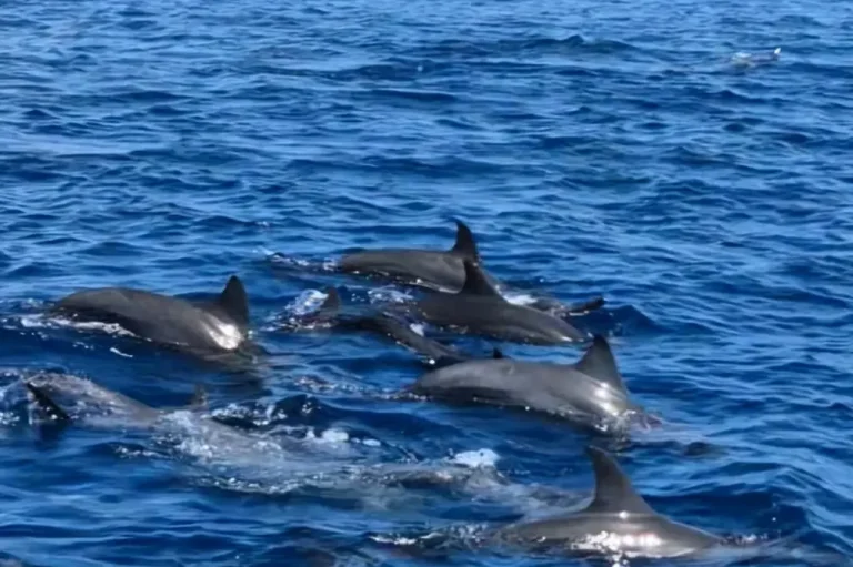 Eine Gruppe von Delfinen schwimmt im klaren blauen Wasser des Ozeans.