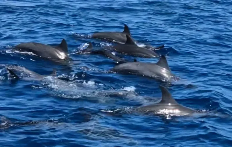 Eine Gruppe von Delfinen schwimmt im blauen Wasser des Ozeans.