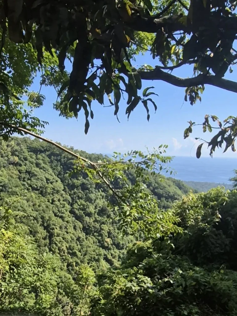 Blick auf grüne Hügel und Bäume unter einem klaren blauen Himmel.