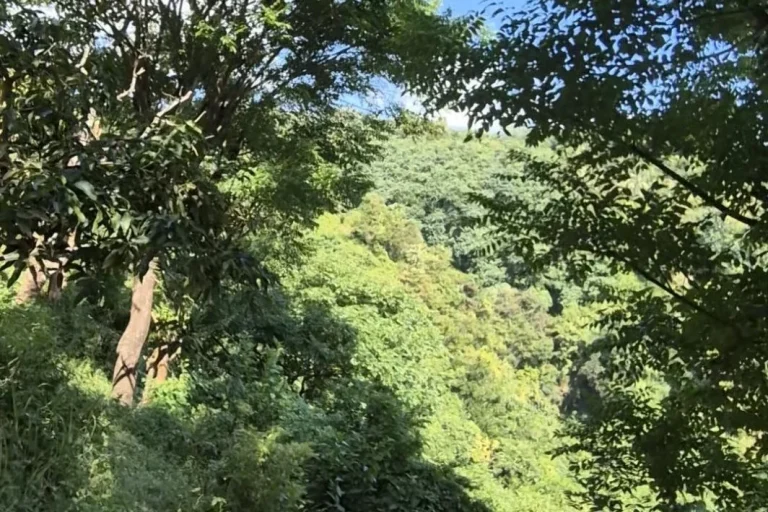 Grüne Bäume und Sträucher umgeben einen hangenden Waldbereich unter blauem Himmel.